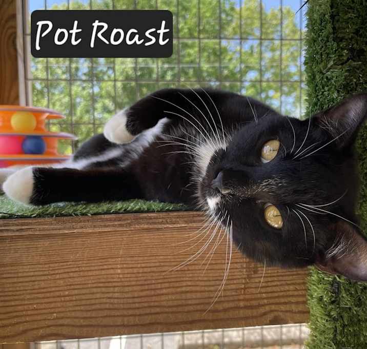 Photo of Pot Roast