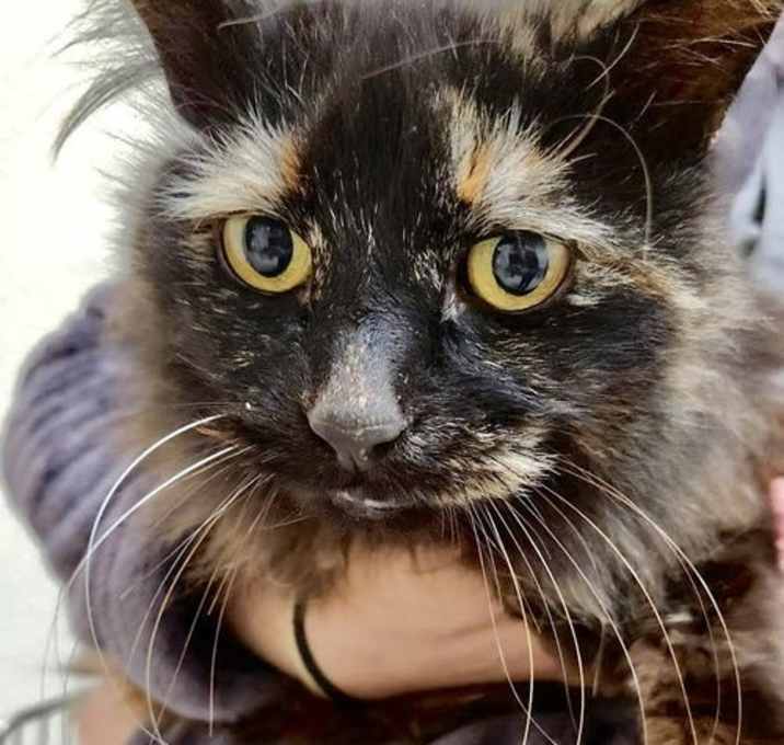Photo of Fiona - Lovely Long-haired Tortie