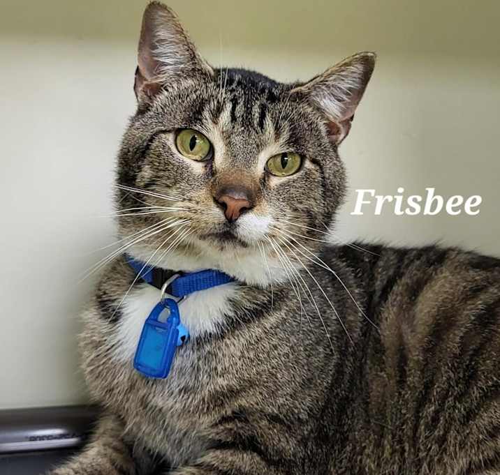 Photo of Frisbee