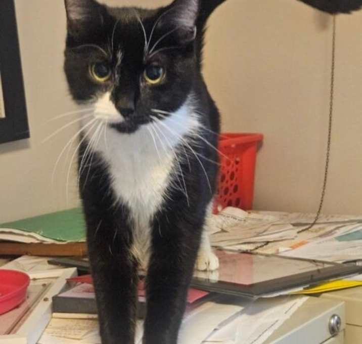 Photo of Savannah