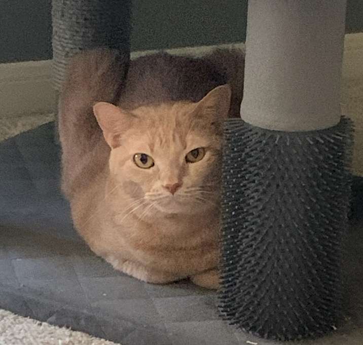 Photo of Peachie