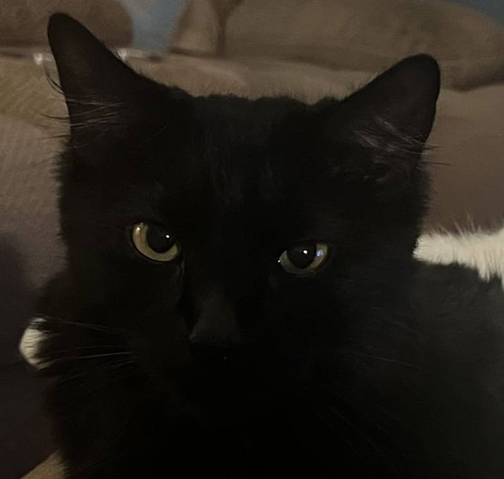 Photo of Athena