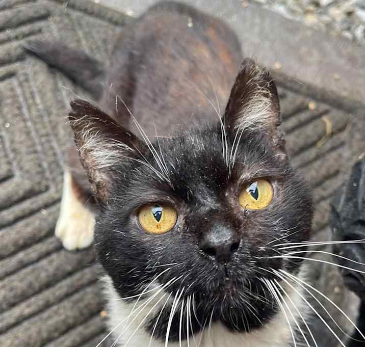 Photo of Butters