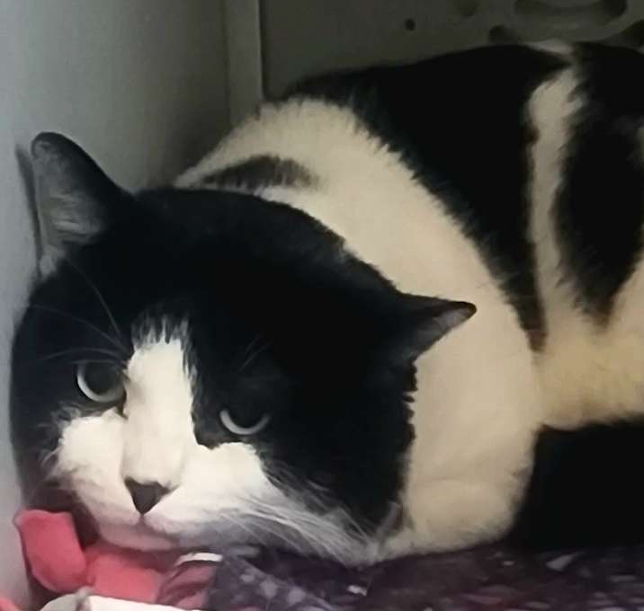 Photo of Catfish