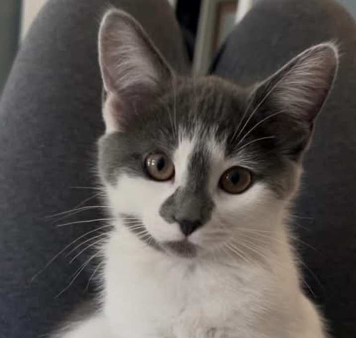 Photo of Sassafras (Sassy)