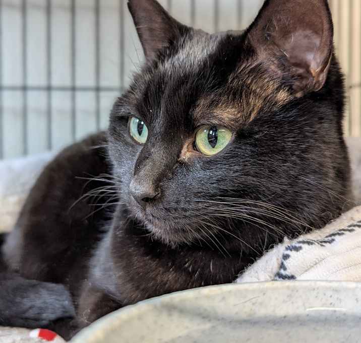Photo of Phoenix