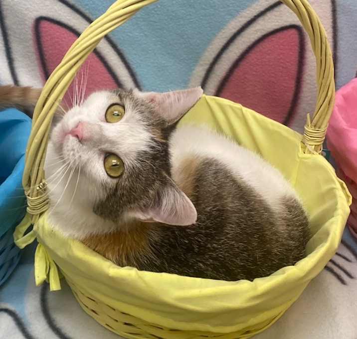 Photo of Sissy