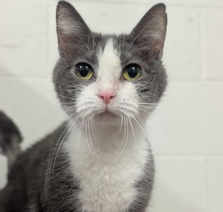 Photo of Clarabelle
