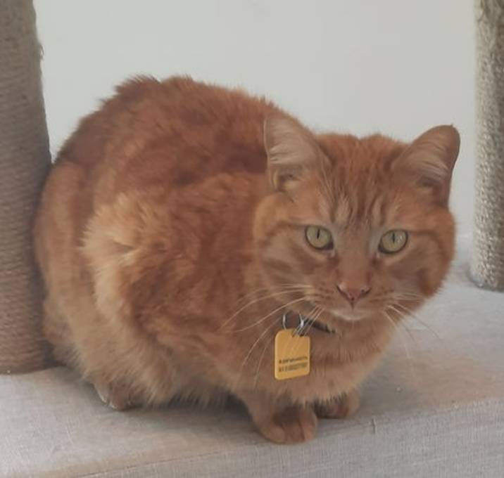 Photo of Mango
