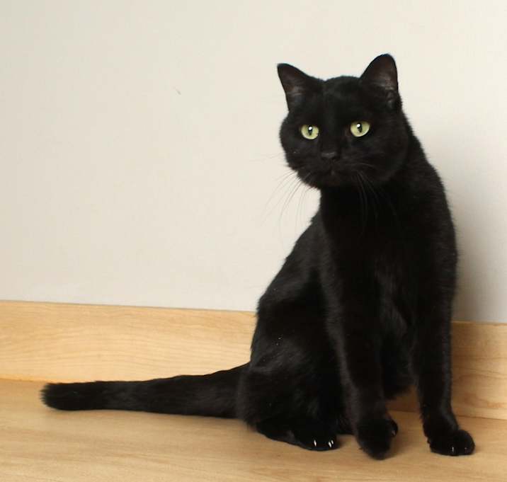 Photo of Blackjack C64595
