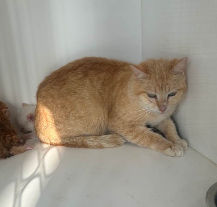 Photo of Marigold
