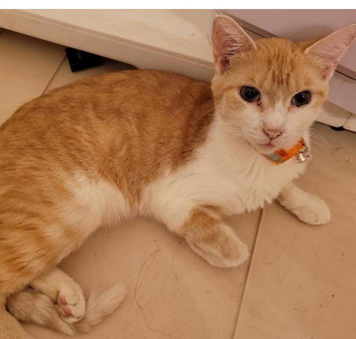 Photo of Wren