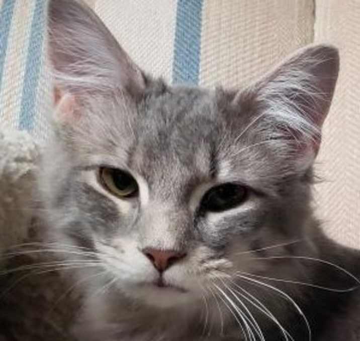 Photo of Sissy bonded to Misty