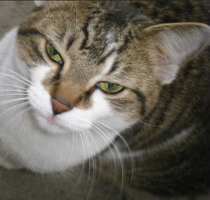 Photo of Marley