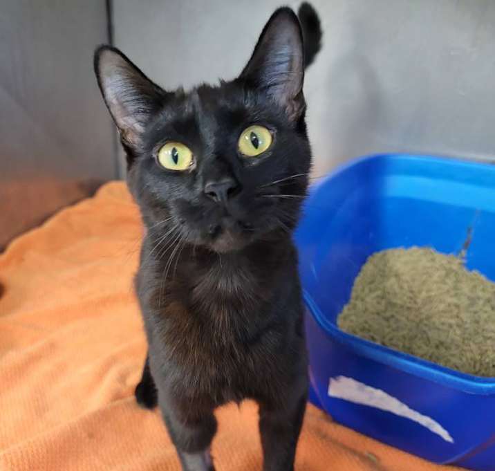 Photo of Raven