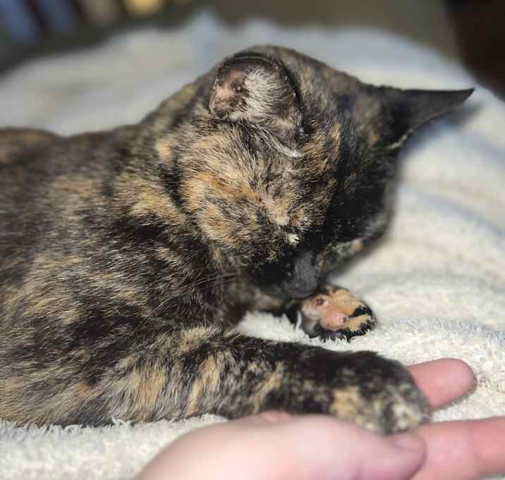 Photo of Sweetie