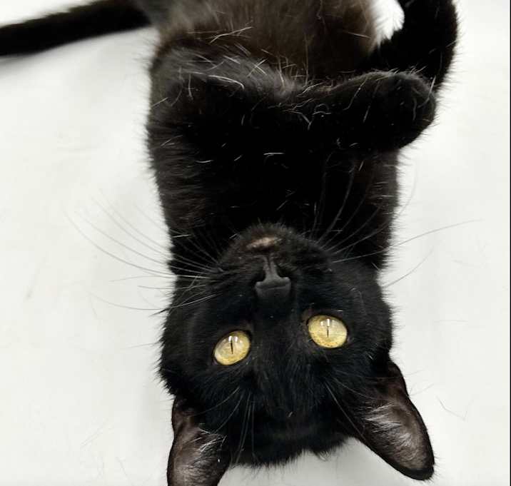 Photo of Zilla is WOW special AND WOW !