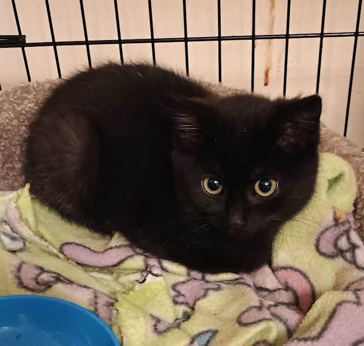 Photo of Tinker - shy & cuddly