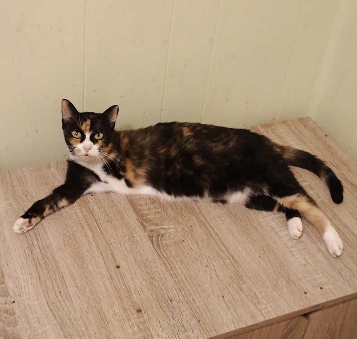 Photo of Shyla - tripod