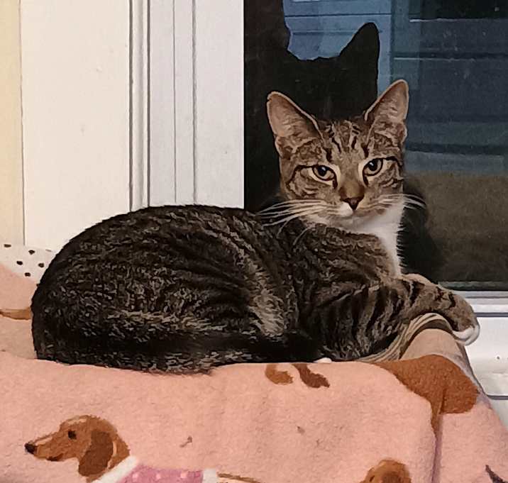 Photo of Billie - no fee