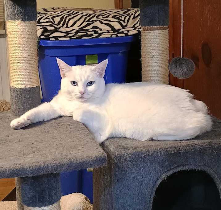 Photo of Bonnie - blue eyes!