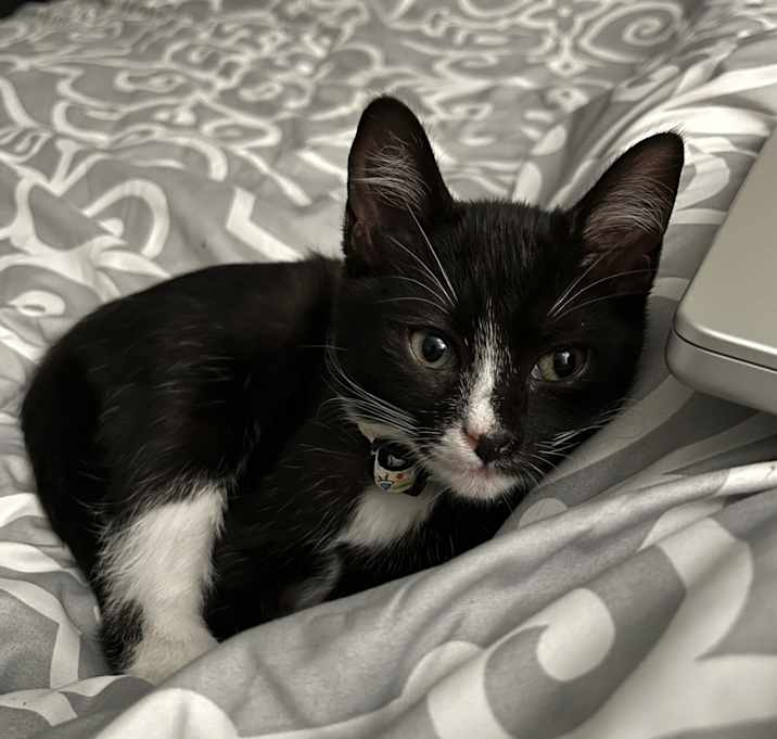 Photo of Chiquitin