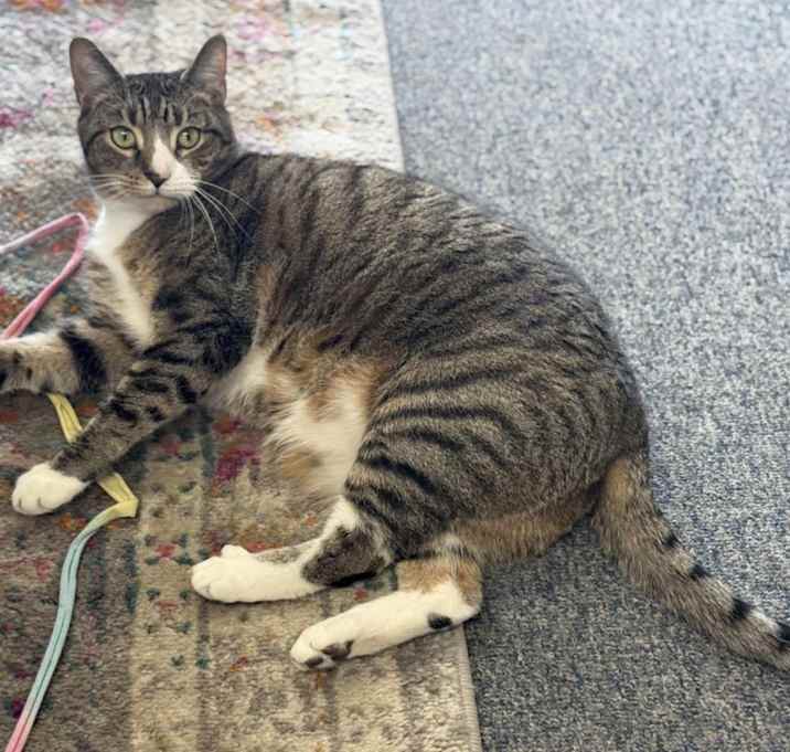 Photo of Timber