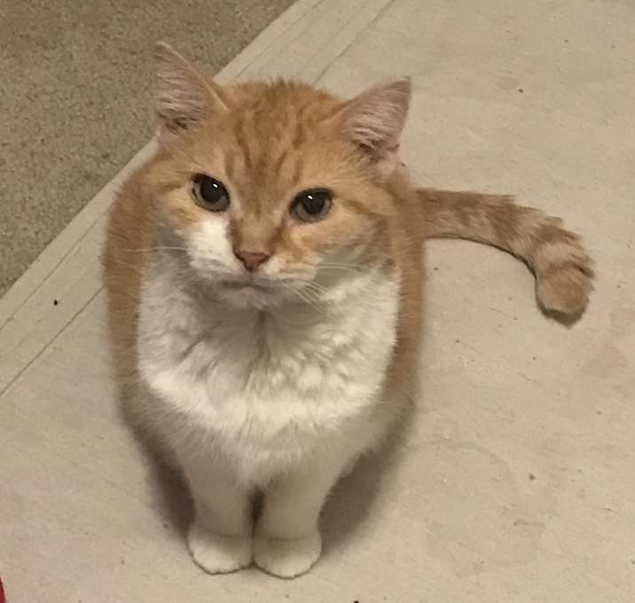 Photo of Peanut I
