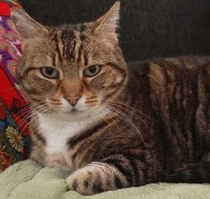 Photo of Pickle