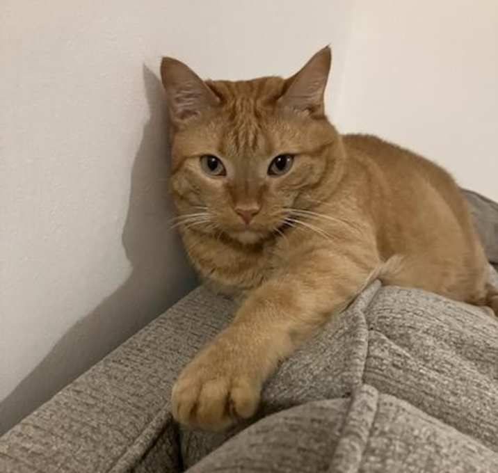 Photo of Dexter