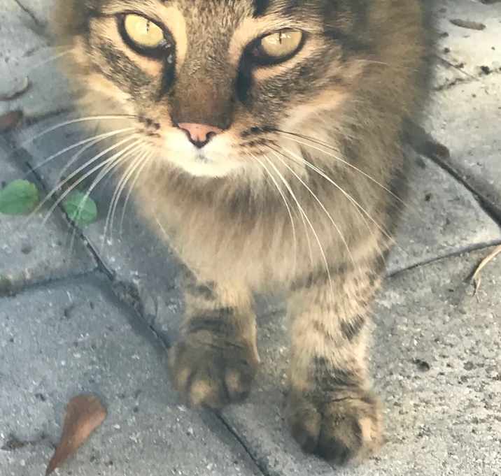 Photo of Meow Meow