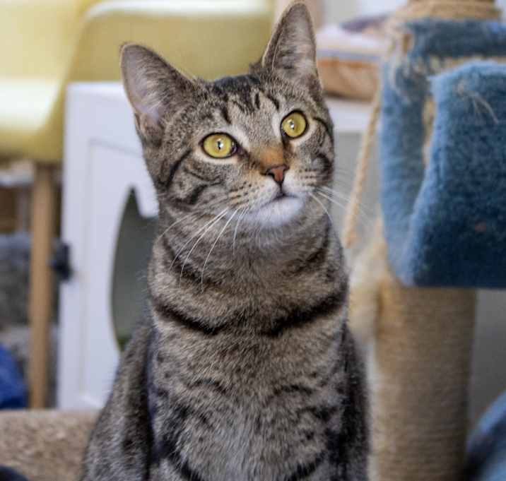Photo of Triscuit
