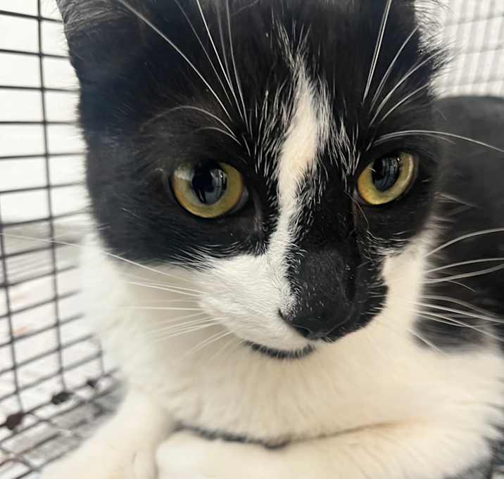 Photo of Mortimer