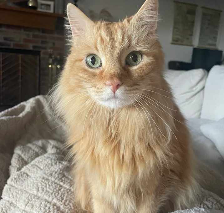 Photo of Peaches
