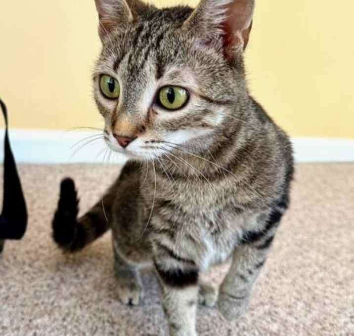 Photo of Pryde