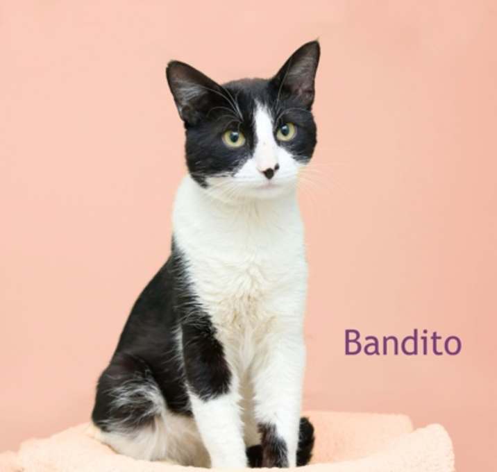 Photo of Bandito