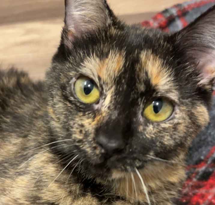 Photo of Pancake 2