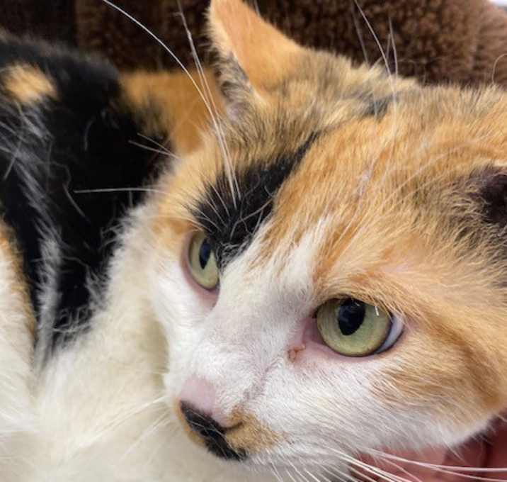 Photo of Belle