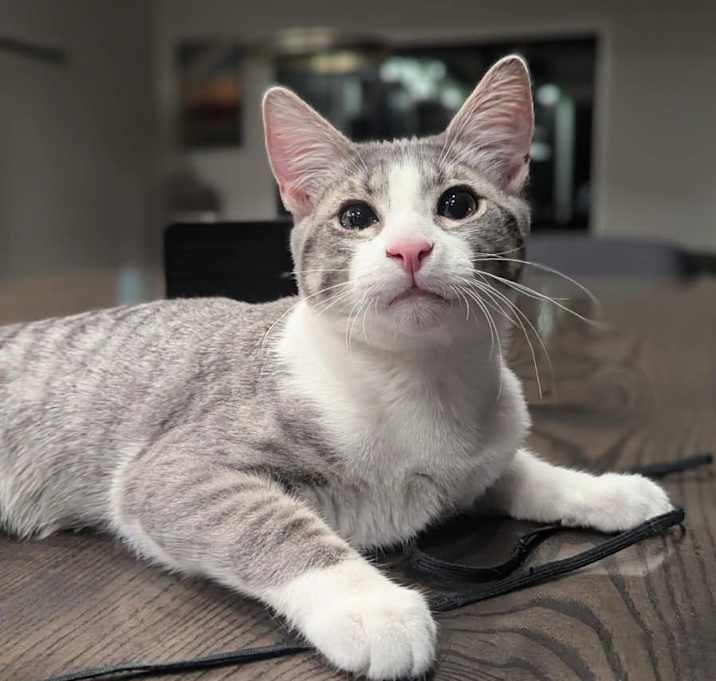 Photo of Milo
