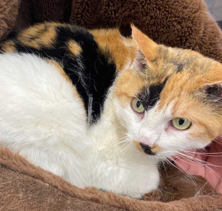 Photo of Belle