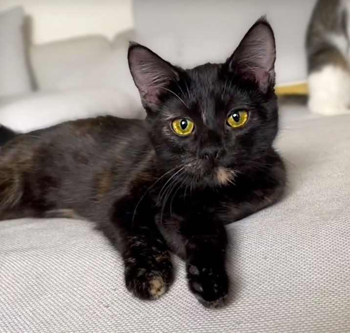 Photo of Suki
