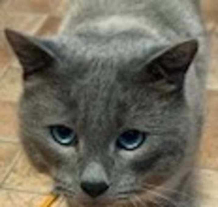 Photo of Ringo