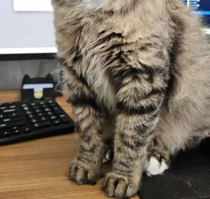 Photo of Babaganoush