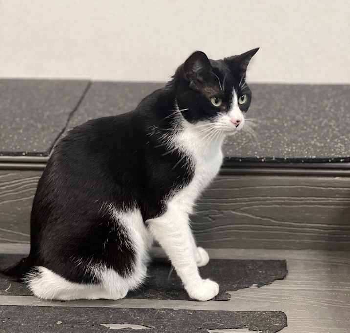 Photo of Kiki Kitty  aka Fergie