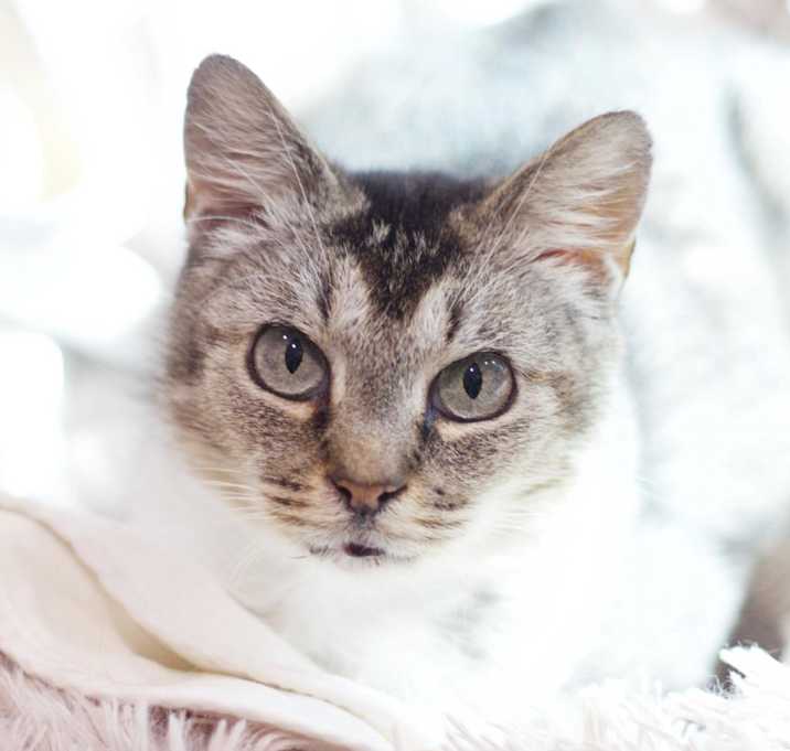 Photo of Pawdme
