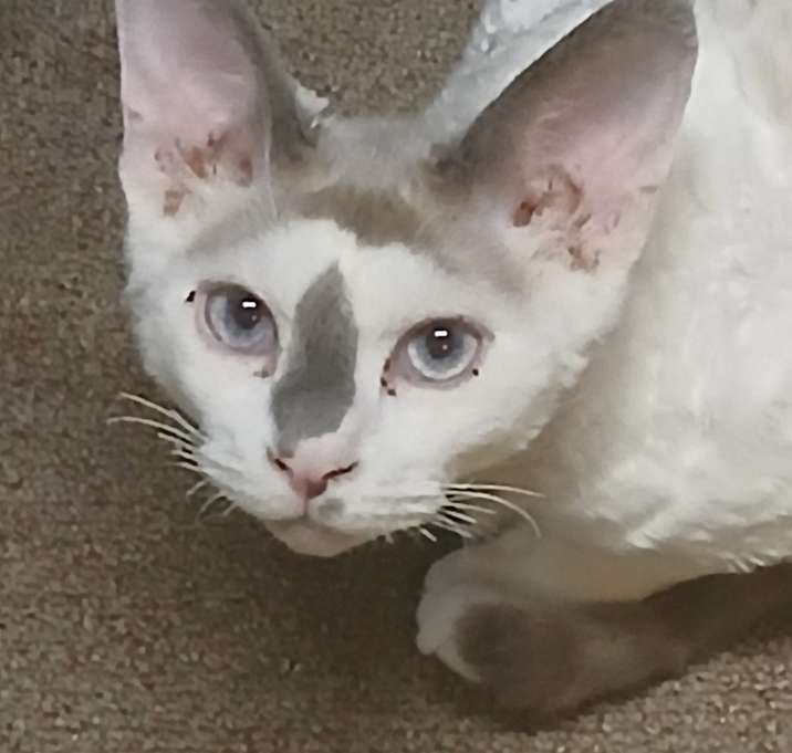 Photo of Bailey