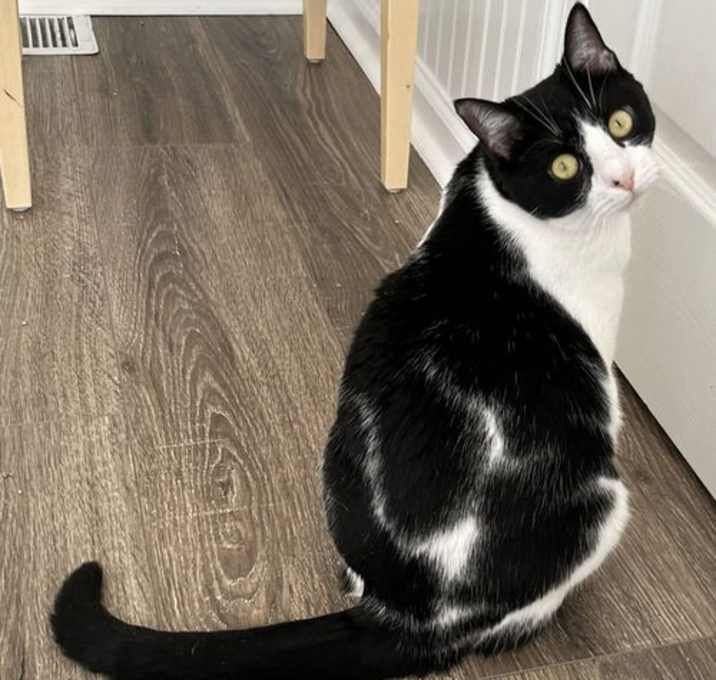 Photo of COOKIE - CHILL CAT