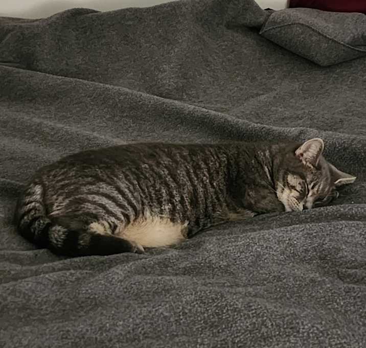 Photo of Poppy
