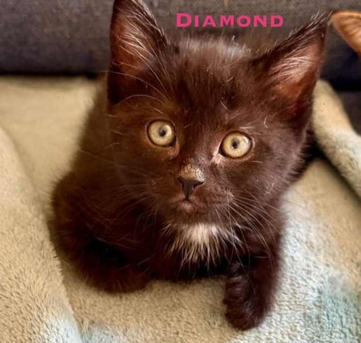 Photo of Diamond
