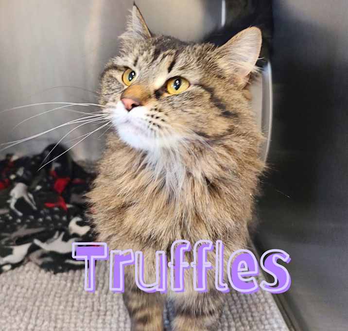 Photo of Truffles